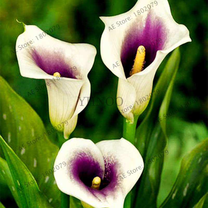 Calla Lily Seeds - Rare Perennial Bonsai Plant for Home, Garden & Wedding Bouquets | Gift Flowers