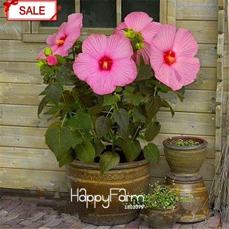 Red Giant Hibiscus Seeds - for Planting, DIY Home Garden Bonsai, Vibrant Blooming Flowers