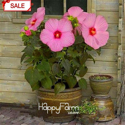 Red Giant Hibiscus Seeds - for Planting, DIY Home Garden Bonsai, Vibrant Blooming Flowers