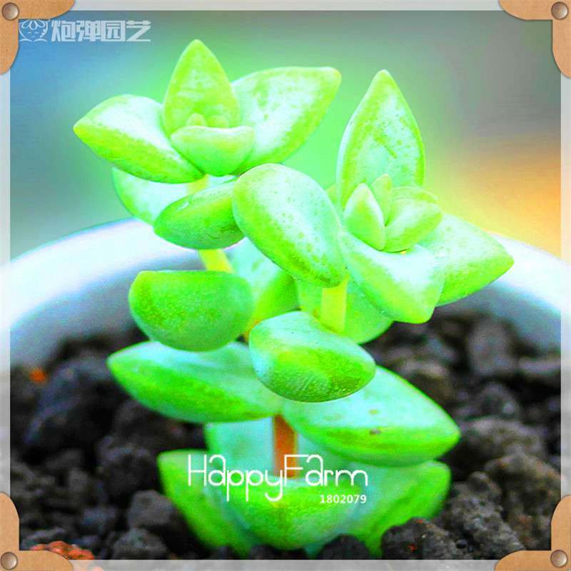 Rare Succulents Seeds - 99 Varieties, Lithops & Bonsai Plants for Office & Home