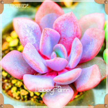 Rare Succulents Seeds - 99 Varieties, Lithops & Bonsai Plants for Office & Home