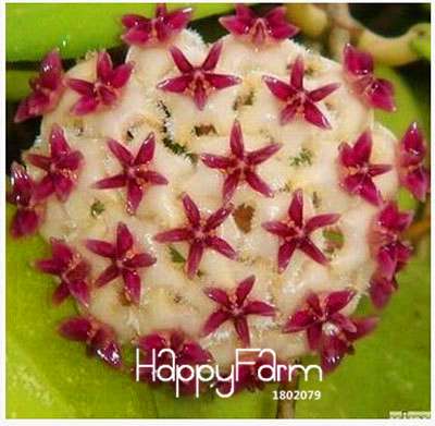 Buy Hoya Carnosa Seeds - for Home Garden, Potted Flower Seeds, Easy to Grow