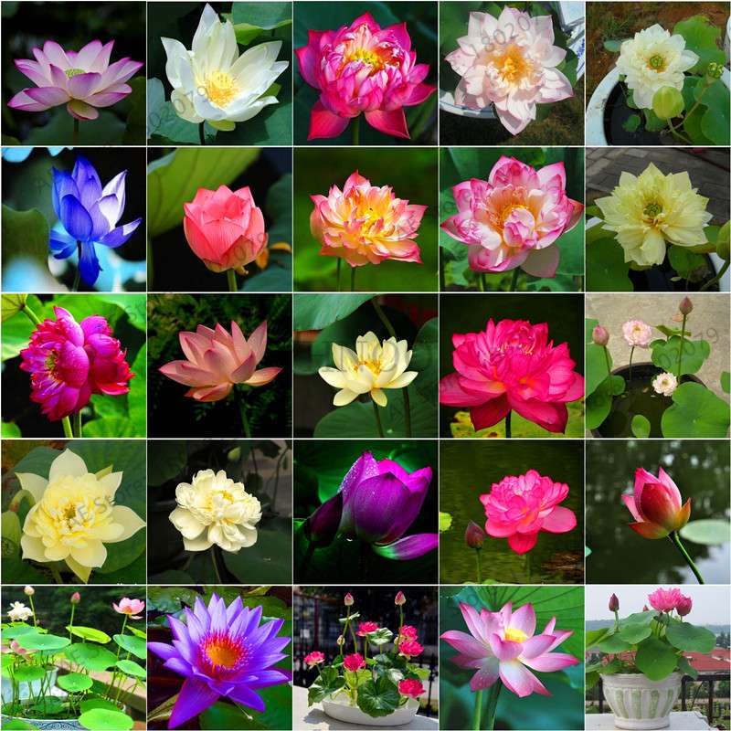 Lotus Seedling Pots - 100% Genuine Bonsai Garden Plants for Hot Summer