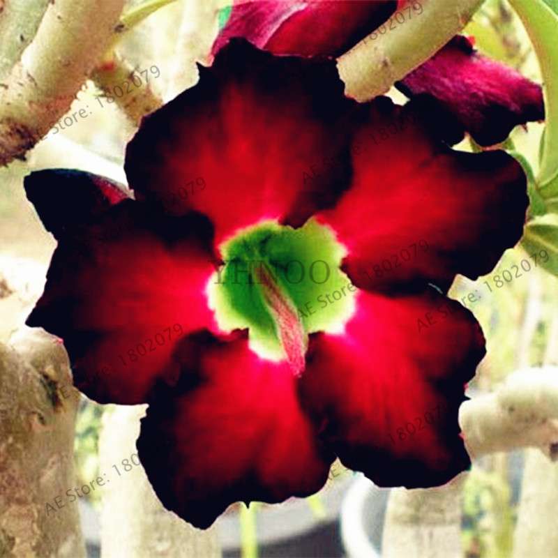 Mixed Color Desert Rose Seeds - Easy to Grow Bonsai Flower for Home Garden Planting