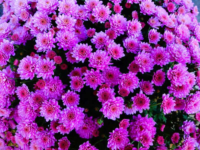 Perennial Daisy Seeds - Hardy Ground Cover Chrysanthemum for Home Garden & Bonsai Planting