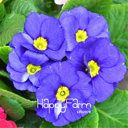 Rare Primrose Seeds (Primula Malacoides) - Easy to Grow Bonsai Flower Seeds for Home Garden