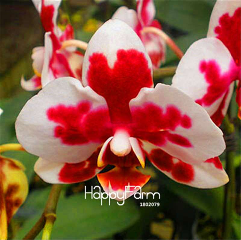 Phalaenopsis Orchid Seeds - Premium Bonsai Flower Seeds for Home & Indoor Garden Planting