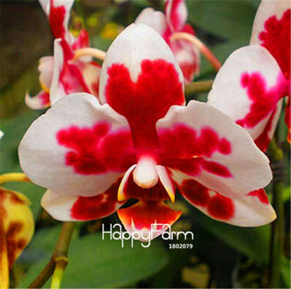 Phalaenopsis Orchid Seeds - Premium Bonsai Flower Seeds for Home & Indoor Garden Planting