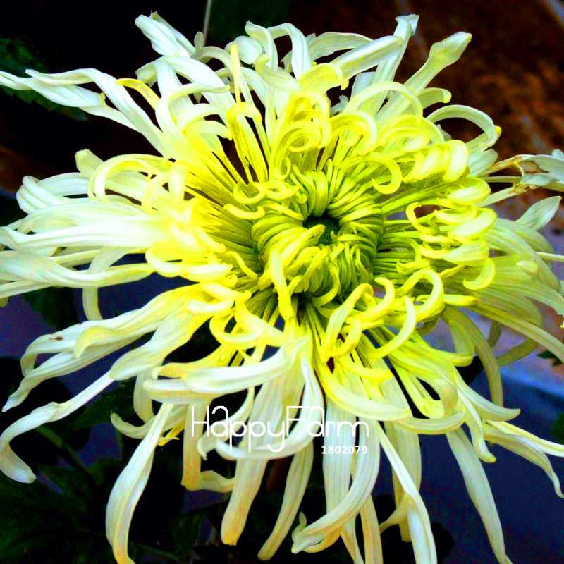 Fragrant Chrysanthemum Seeds - Colorful Bonsai Flower Seeds for Home Garden Planting