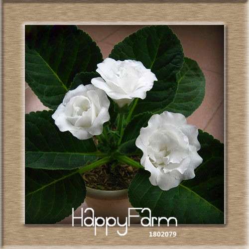 Vibrant 9-Color Gloxinia Seeds - Perennial Sinningia Speciosa, Bonsai & Balcony Flowers - USA-Grown