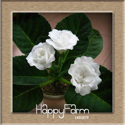 Vibrant 9-Color Gloxinia Seeds - Perennial Sinningia Speciosa, Bonsai & Balcony Flowers - USA-Grown