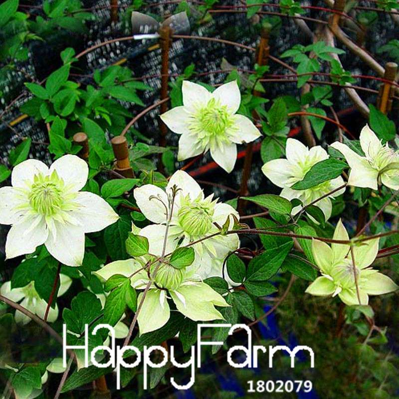Clematis Seeds - Fast Growing Climbing Vine for Garden, Patio & Balcony | Easy to Grow