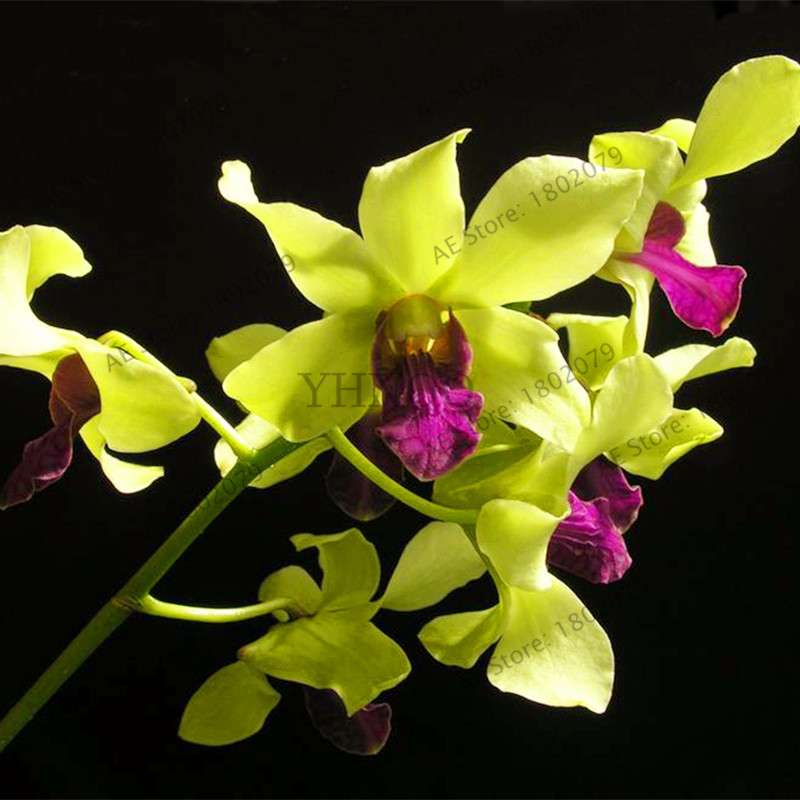 Rare Dendrobium Orchid Seeds - Perennial Indoor & Outdoor Balcony Office Plants