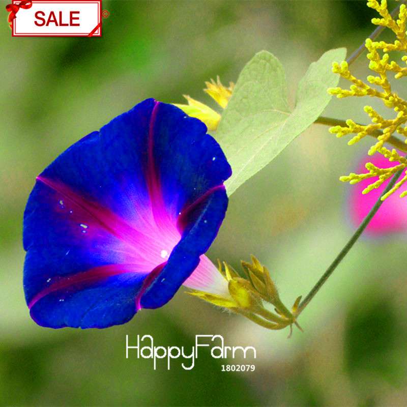 Morning Glory Seeds - Deep Blue Ipomoea Nil - Fast Blooming Chinese Flower Seeds for Garden