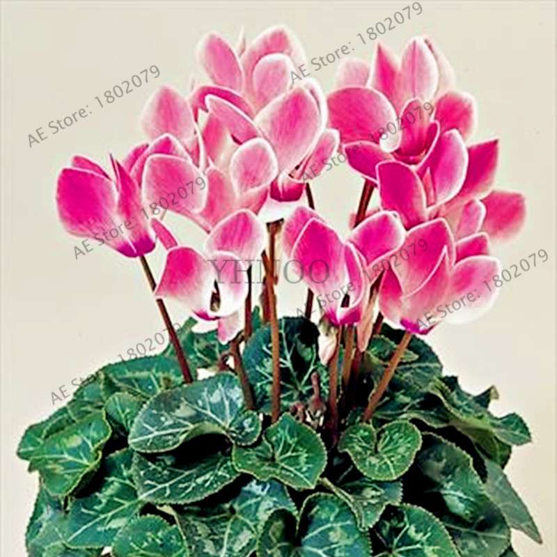 Cyclamen Seeds - Perennial Bonsai Plants for Home & Garden, Easy to Grow, Fast Shipping