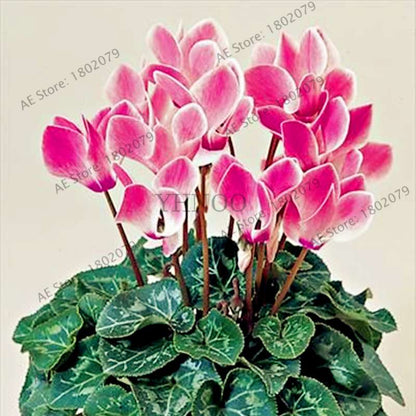 Cyclamen Seeds - Perennial Bonsai Plants for Home & Garden, Easy to Grow, Fast Shipping