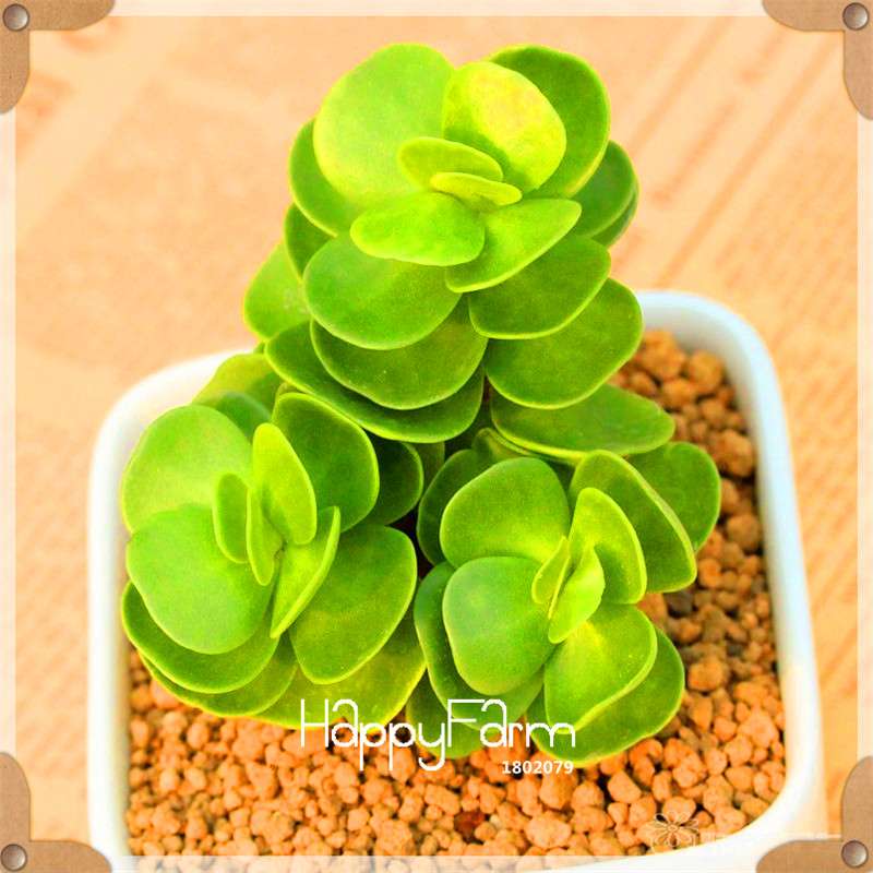 Rare Succulents Seeds - 99 Varieties, Lithops & Bonsai Plants for Office & Home