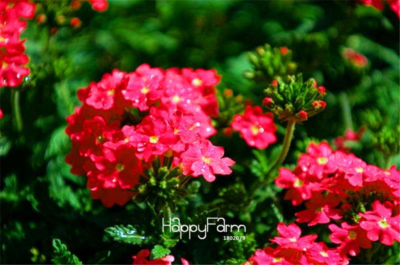 Colorful Verbena Hybrida Seeds - Vibrant Bonsai Flower Seeds for Home Garden Planting