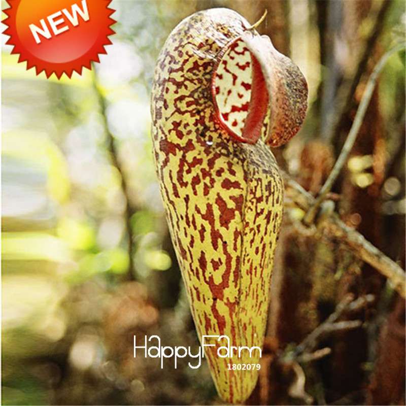 Carnivorous Nepenthes Seeds - Mosquito Eating Plant for Bonsai & Garden - Rare Insectivorous Variety
