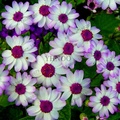 Cineraria Flower Seeds - 23 Colorful Bonsai Varieties for Home & Garden DIY Planting