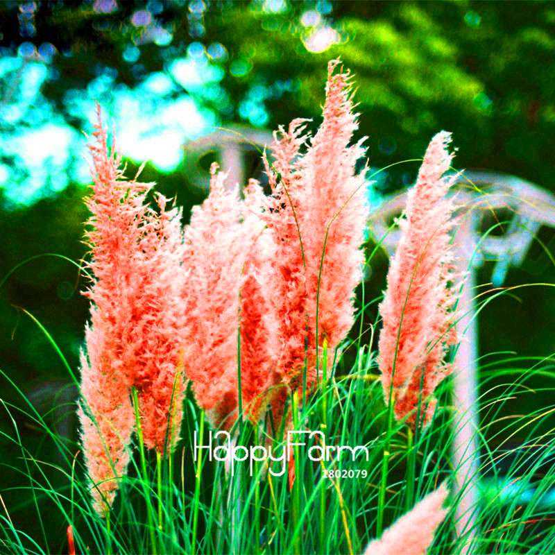 Pampas Grass Seeds - Beautiful Cortaderia for Home Garden Planting | Fast-Growing Flower Seeds