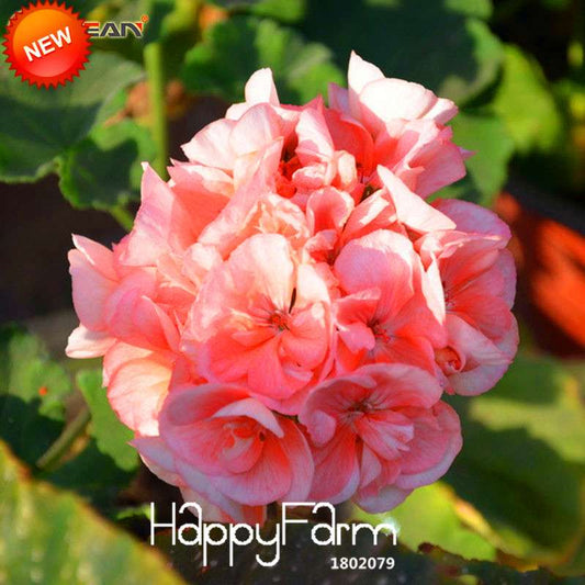 Geranium Seeds - Perennial Pelargonium Peltatum, Indoor Flower Planting, Easy-Grow Houseplant Seeds