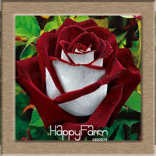 Rare White Red Edge Rose Seeds - for Balcony, Indoor & Garden Planting | Fresh Potted Flower Seeds