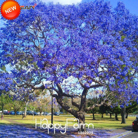Blue Purple Jacaranda Mimosifolia Tree Seeds - Fast-Growing Flowering Shrub for Your Garden