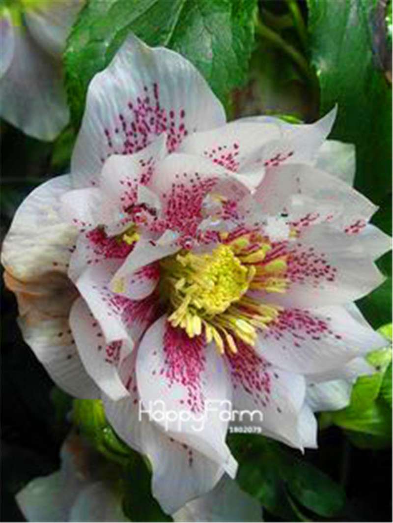 Helleborus Seeds for Bonsai - Grow Exotic Japanese Flowers at Home | DIY Garden Kit