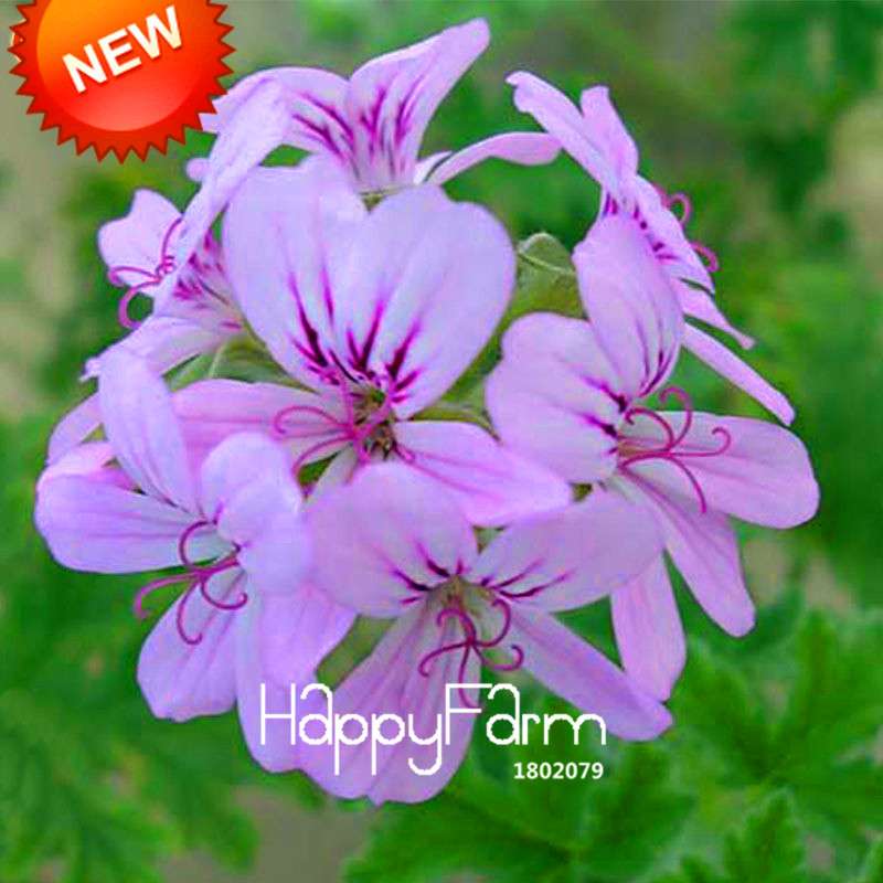 White & Purple Geranium Seeds Perennial Flower - Pelargonium Peltatum for Garden Planting