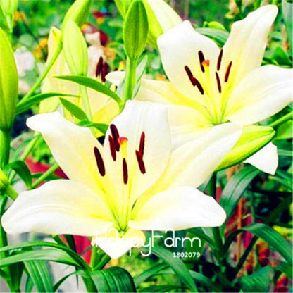 Lily Flower Seeds - Easy to Grow Bonsai Plants for Home & Garden | Fast Blooming