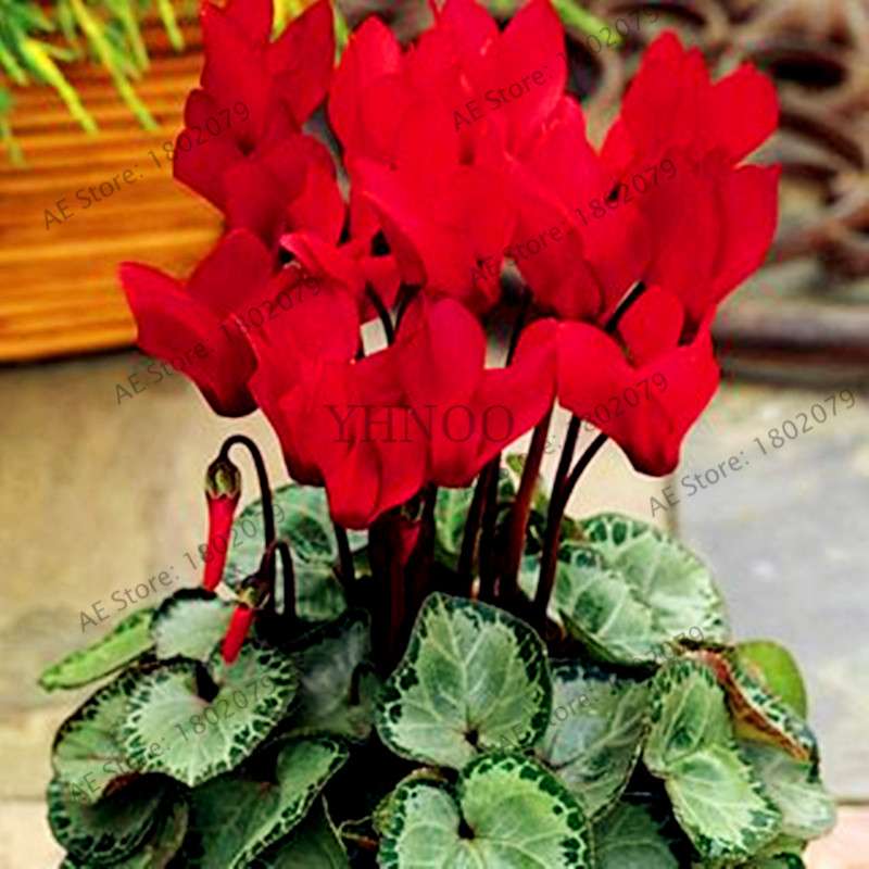 Cyclamen Seeds - Perennial Bonsai Plants for Home & Garden, Easy to Grow, Fast Shipping