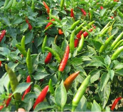Giant Spicy Red Chili Pepper Seeds - Hot Heirloom Plants for Garden, Pots & Balcony - Non-GMO Bonsai Seeds
