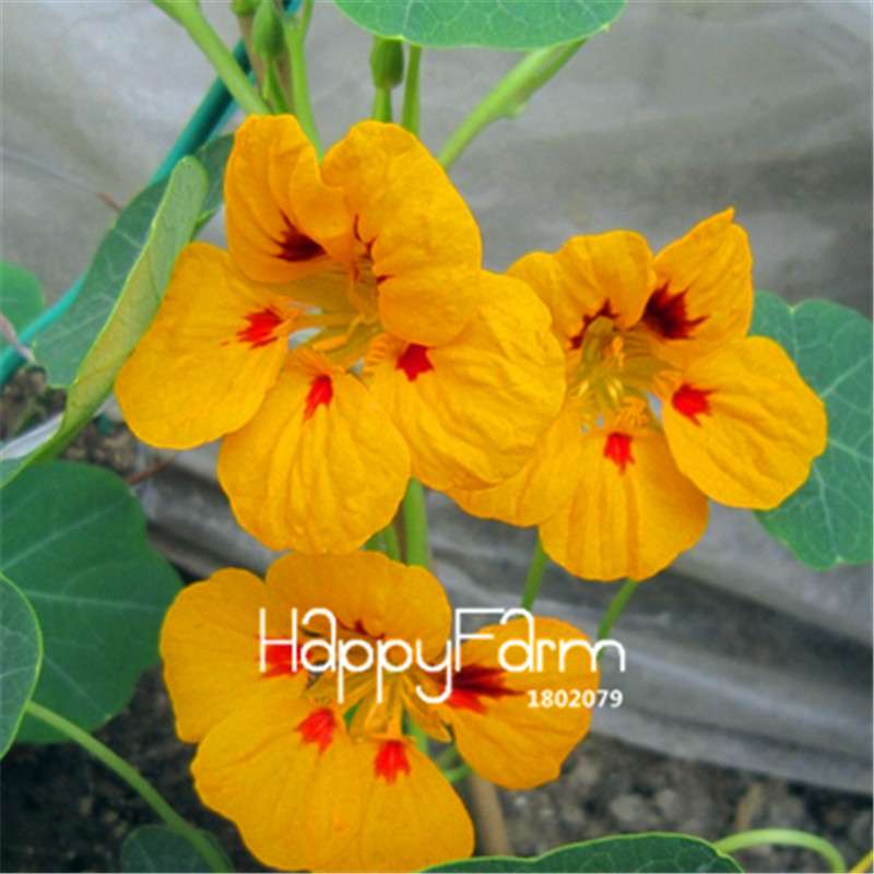 Rare Hanging Nasturtium Seeds - Vibrant Climbing Flowers for Garden & Containers