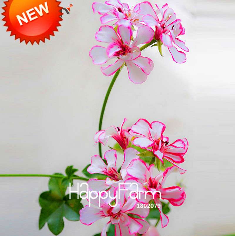 White & Red Edge Geranium Seeds - Perennial Pelargonium Peltatum Flowers for Indoor Planting