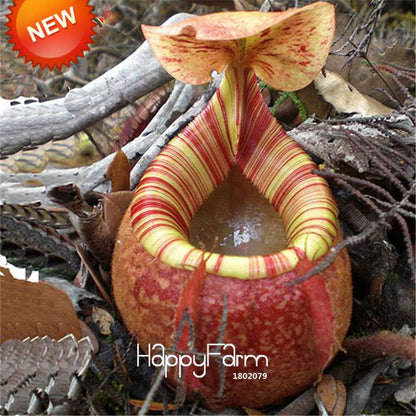 Carnivorous Nepenthes Seeds - Mosquito Eating Plant for Bonsai & Garden - Rare Insectivorous Variety