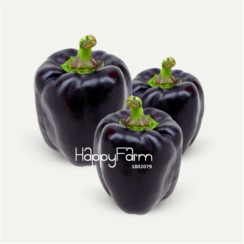 Organic Black Sweet Pepper Seeds - Non-GMO, Balcony & Potted Plant, Home Garden Vegetable Seeds for Planting