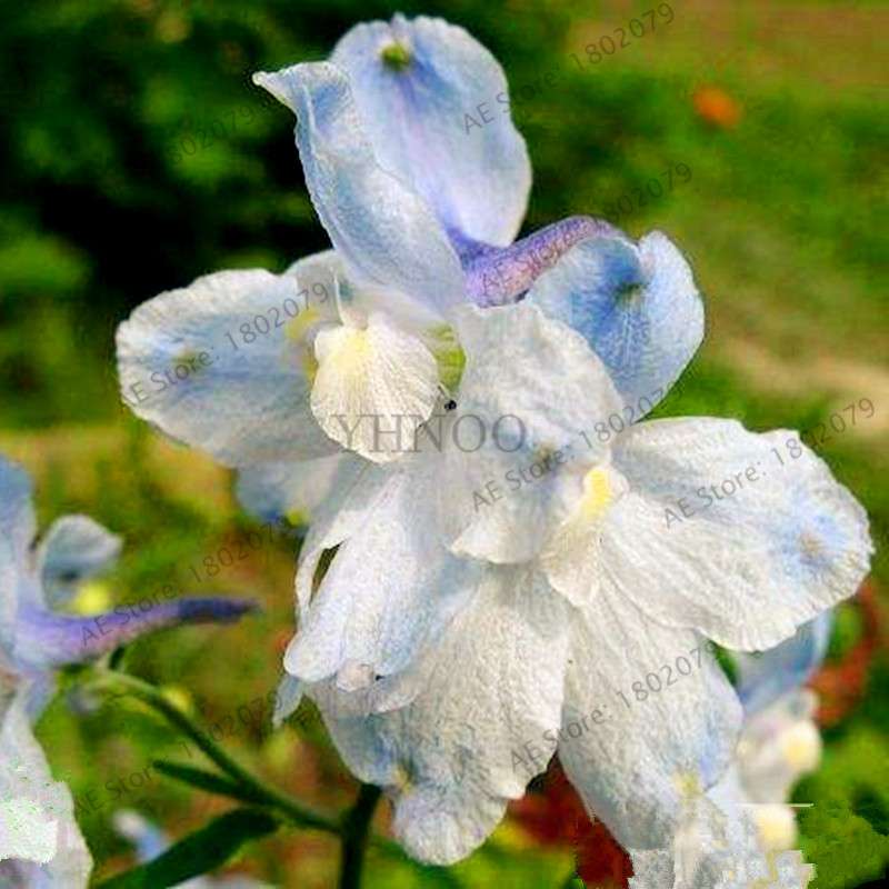 Mixed Color Larkspur Seeds - Rocket Larkspur (Consolida Ajacis) for Home Garden Planting