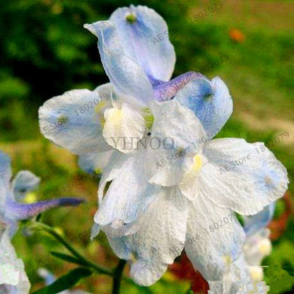 Mixed Color Larkspur Seeds - Rocket Larkspur (Consolida Ajacis) for Home Garden Planting