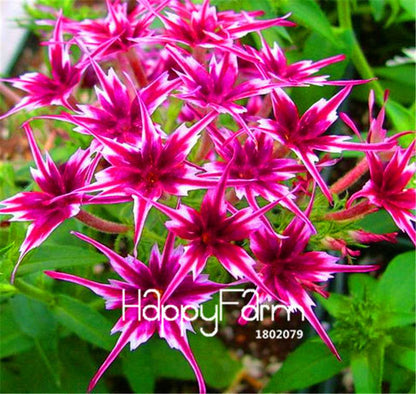 Phlox Drummondii Seeds - Twinkle Star Flower for Home & Garden | Fast-Growing, Vibrant Blooms