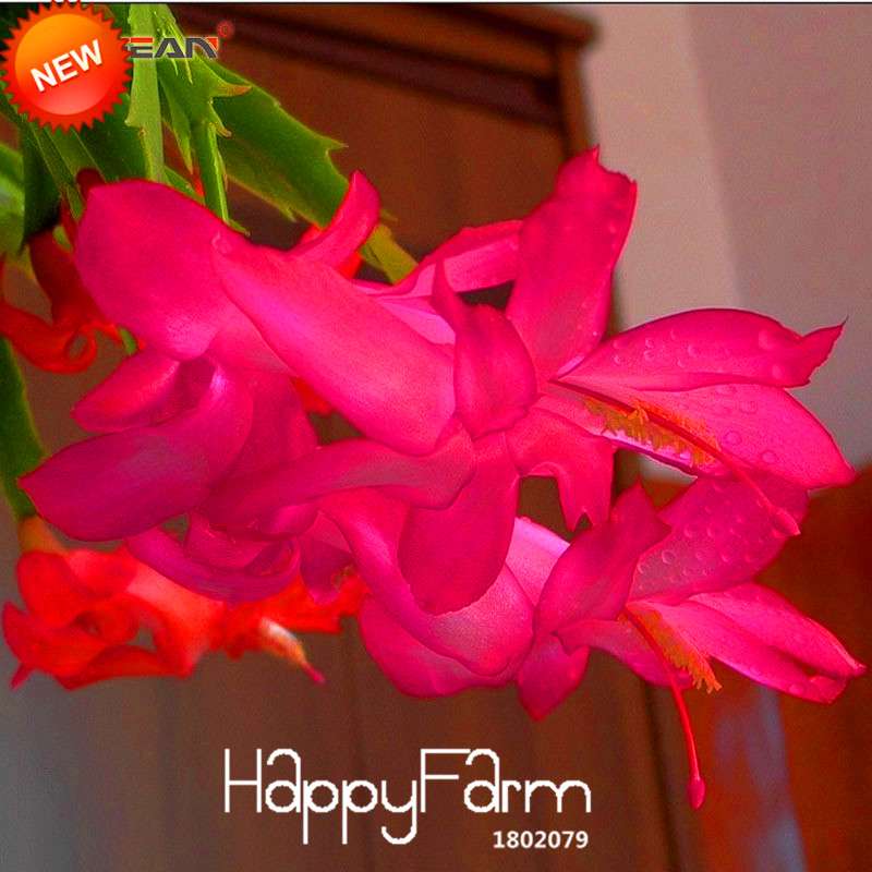 24 Color Rare Schlumbergera Bonsai Seeds - | Unique Truncatus Flower Seeds for Planting