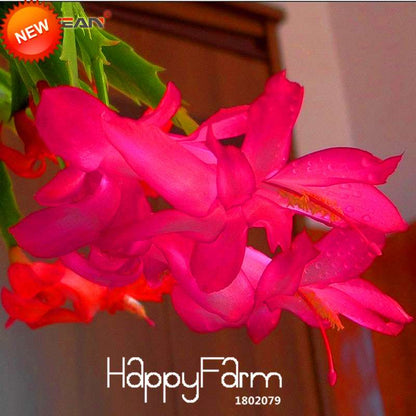 24 Color Rare Schlumbergera Bonsai Seeds - | Unique Truncatus Flower Seeds for Planting