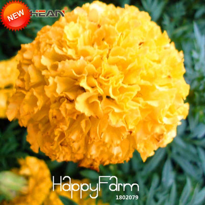 Yellow Petals Maidenhair Flower Seeds - Premium Garden Chrysanthemum & Marigold Bonsai Seeds for Planting