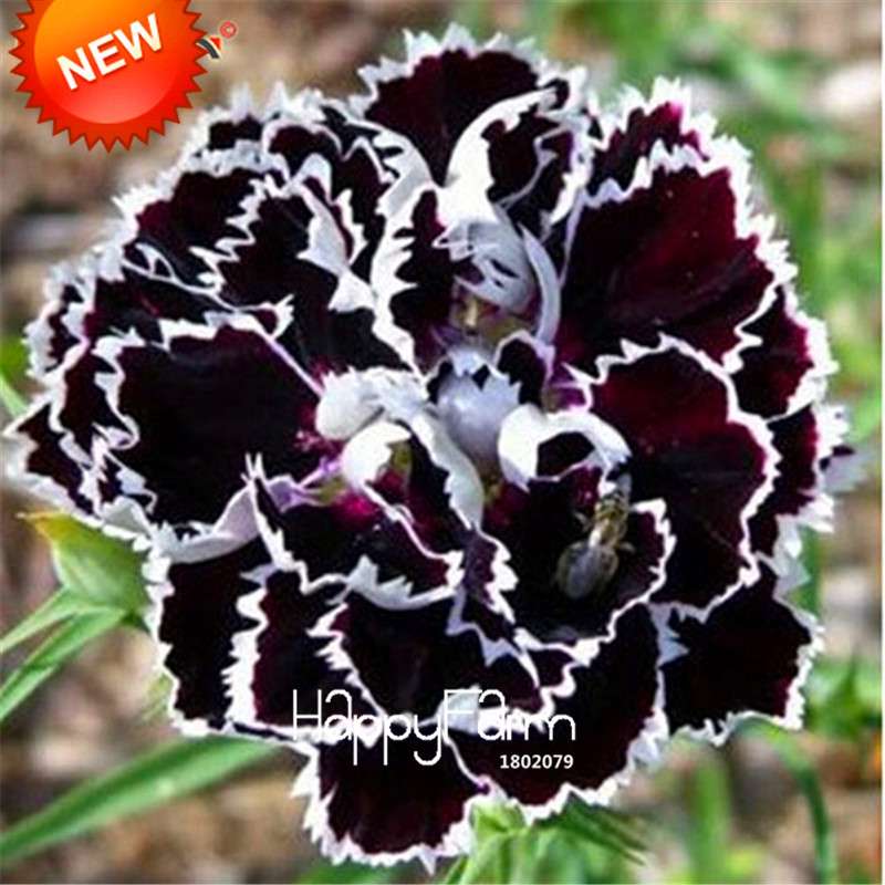 Black Carnation Flower Seeds - Rare Dianthus Bonsai Plants for Home Garden, Unique & Exotic Blooms