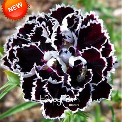 Black Carnation Flower Seeds - Rare Dianthus Bonsai Plants for Home Garden, Unique & Exotic Blooms