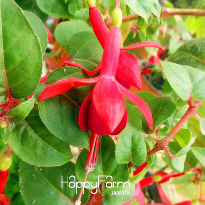 Red Fuchsia Seeds - Vibrant Lantern Flower Bonsai, Perennial Blooming Plants for Garden