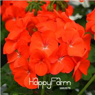 Geranium Seeds for Potted Balcony Planting - Fast Sprouting Pelargonium Flowers