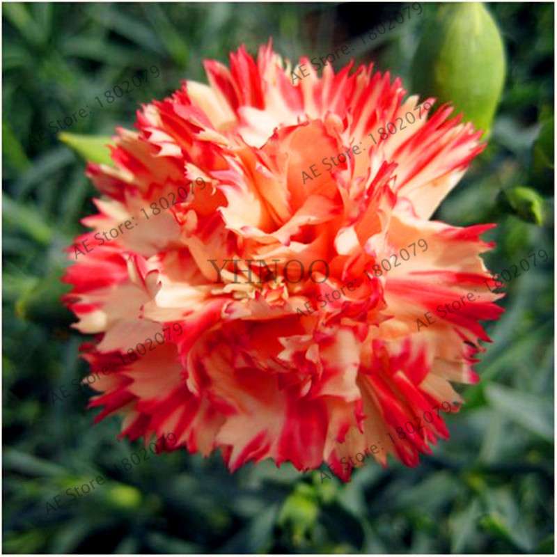 Dianthus Seeds - 24 Vibrant Colors, Easy to Grow, High Germination for DIY Garden Flowers | Fast Shipping