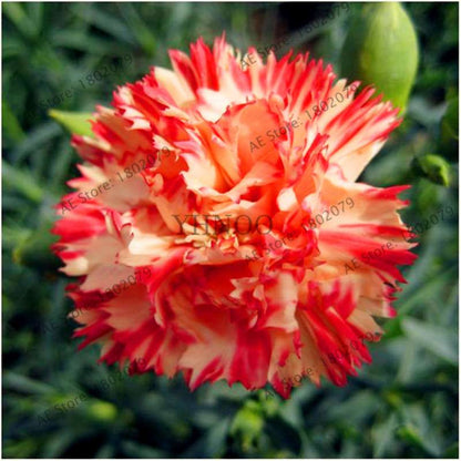 Dianthus Seeds - 24 Vibrant Colors, Easy to Grow, High Germination for DIY Garden Flowers | Fast Shipping
