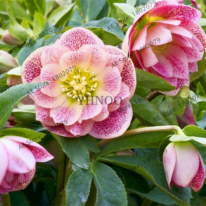 Christmas Rose Seeds (Helleborus Niger) - for Home, Courtyard & Bonsai Planting | Novelty Plant Gift